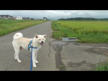 【秋田犬ゆうき】大雨特別警報レベル５！真っただ中でしたが夕方のお散歩は平和でした【akita dog】