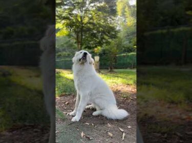 Lily リリー #greatpyrenees #todaysrunrun #グレートピレニーズ #今日のルンルン