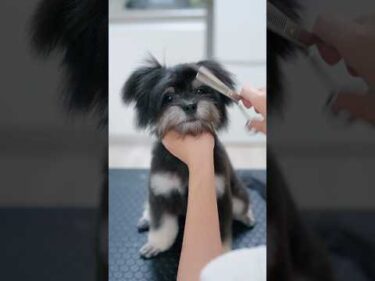 かっこいい毛色のパピーが初ヘアカットで大変身！✨#asmr #shorts  #子犬 #トリミング #asmr #ヘアカット