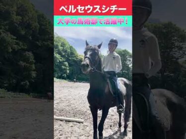 【元オープン馬ペルセウスシチー】大学の馬術部で活躍中!! #shorts #ショート #ペルセウスシチー #ペルくん #引退競走馬 #学習院大学馬術部