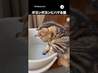 水遊びする猫｜PECO