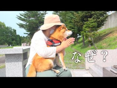 不思議な現象が起きたので柴犬と急遽、お墓参りへ。