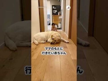 優しい子だね☺️｜PECO