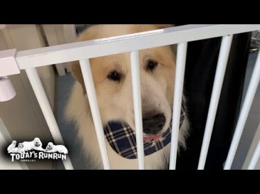 シャンプーへ行ったアランと、どうしても行くと同行したベルとリリーです　Great Pyrenees　グレートピレニーズ