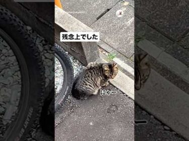 幻聴なのか…？｜PECO