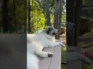 Belle ベル #greatpyrenees #todaysrunrun #グレートピレニーズ #今日のルンルン