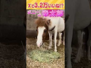 【SNSで人気のアイドルポニー】もふもふな幸太郎 #shorts #ショート #ポニーの幸太郎 #学習院大学馬術部