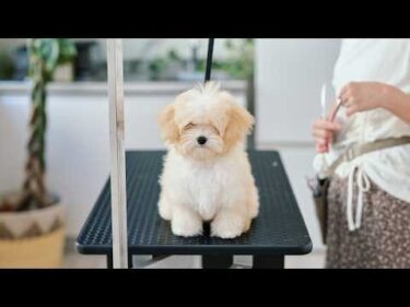トリミング中にぐっすり眠ってしまう可愛すぎる子犬！生後4ヶ月マルプー初めてのトリミング