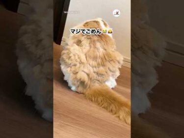 もう絶対セルフカットしないと決めました｜PECO