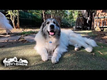 ペットボトルを横取りして満足げなベルと横取りされて不満なリリーです　Great Pyrenees　グレートピレニーズ