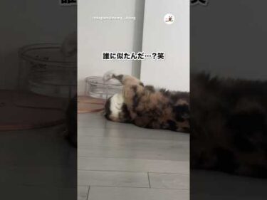 寝ながら水を飲む猫｜PECO