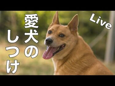 【ライブ】愛犬のしつけ相談所