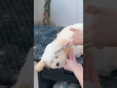 トリミングで眠ってしまった子犬/ Puppy Falls Asleep During Grooming #トリミング #子犬 #asmr #puppy  #犬のいる暮らし