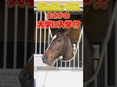 【2019年クラシック皆勤馬ヴェロックス】が大学に”入学”？ #shorts #ショート #ヴェロックス #引退競走馬 #青山学院大学馬術部 #大学馬術 #馬術部