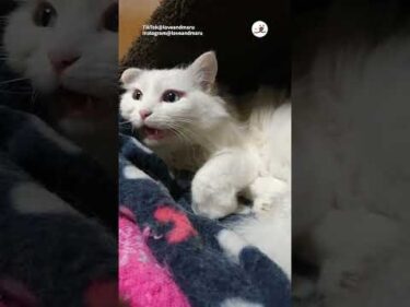 耳が聞こえない猫さんに挨拶する方法｜PECO
