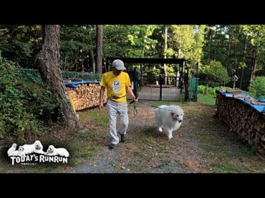 行かないふりから出口指定…のんびりだけどマイペースなアランです　Great Pyrenees　グレートピレニーズ