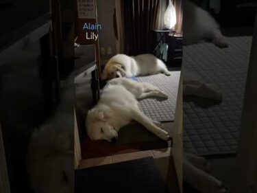 Alain アラン Lily リリー #greatpyrenees #todaysrunrun #グレートピレニーズ #今日のルンルン