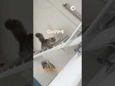 呼ぶとロフト登ってきてくれるの可愛い｜PECO