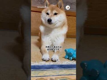 柴犬の気分屋が分かる動画｜PECO