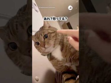 「顔でかい」は禁句😂｜PECO