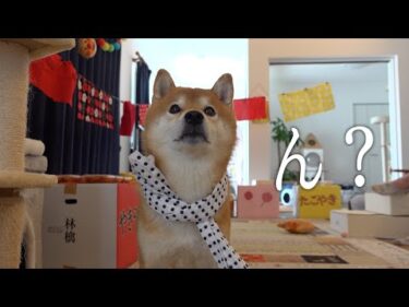 柴犬が主役のお祭りが一転！猫が消えて大慌てに。。