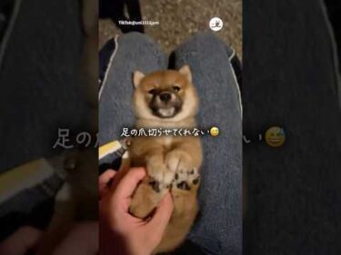 爪切り全力拒否界隈｜PECO