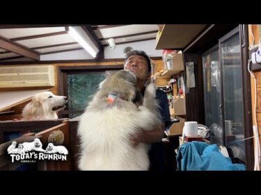 退屈な犬舎待機から解放されはしゃぐアランとベルとリリーです　Great Pyrenees　グレートピレニーズ