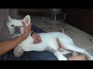 20250908【秋田犬ゆうき】今年の酷暑をギリ乗り越えた股間を後ろ抱っこされながらチェックして貰う【akita dog】