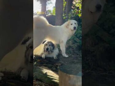 Belle ベル Lily リリー #greatpyrenees #todaysrunrun #グレートピレニーズ #今日のルンルン