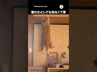 崖っぷちの猫｜PECO
