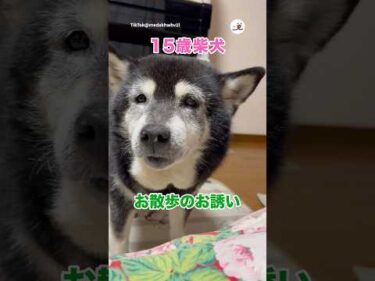 おばあちゃんワンコのお誘い｜PECO