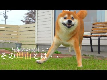 逃げて⁉︎柴犬ハチ家で「誰か」が波乱を巻き起こしたようです。。