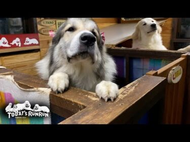 アランとリリーに付き添われてシャンプーへ行ったベルです　Great Pyrenees　グレートピレニーズ