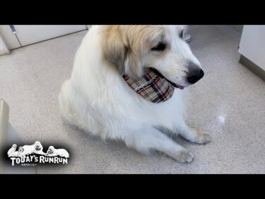 少しゴネたけど…お利口に健康診断を受けたアランです　Great Pyrenees　グレートピレニーズ