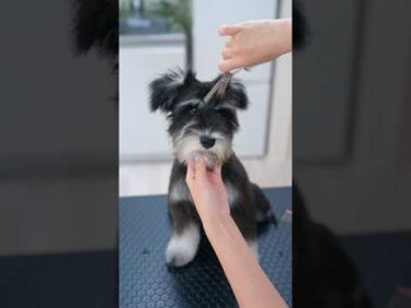大変身！シュナウザーの子犬が初めてのトリミング✂️ #asmr #shorts  #子犬 #トリミング #asmr #ヘアカット