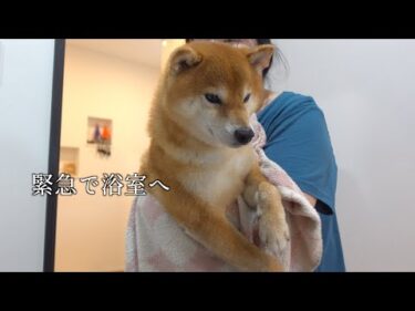 畑にダイブ！？柴犬がとんでもないことになったので急遽浴室へ。