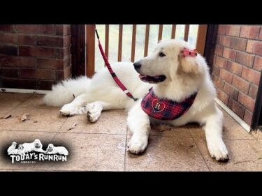 シャンプーで真っ白になってリボンとスタイでおめかししたリリーです　Great Pyrenees　グレートピレニーズ