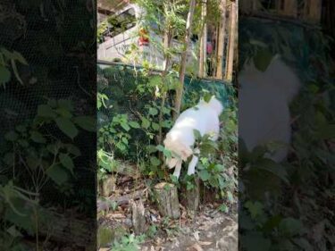 Lily リリー #greatpyrenees #todaysrunrun #グレートピレニーズ #今日のルンルン