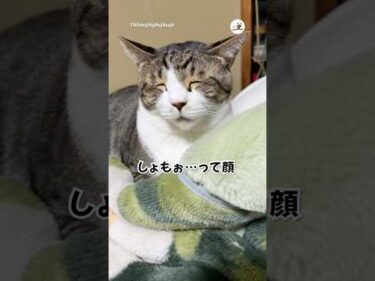 しょもぉ…｜PECO