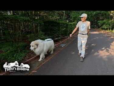 散歩中に小走りするほど調子の良いアランです　Great Pyrenees　グレートピレニーズ