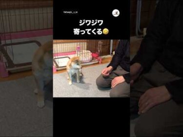 待てに挑戦するも横移動しちゃう子柴｜PECO