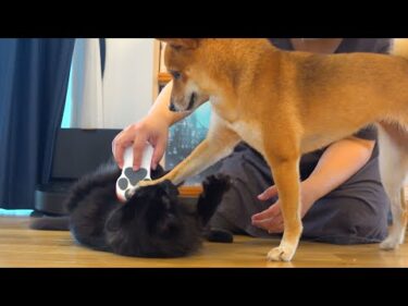 黒猫の体に異変⁉︎急遽病院へ行くと柴犬は優しく鳴きました。