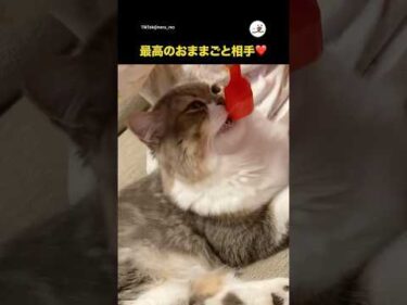 おままごと遊びに上手に付き合う猫｜PECO