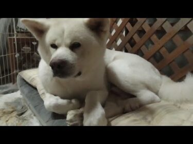 【秋田犬ゆうき】涼しくなったので数カ月ぶりにベッドへ戻ってはみたけどやはりまだ暑かった【akita dog】