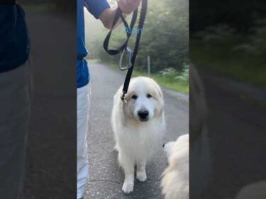 Alain アラン #greatpyrenees #todaysrunrun #グレートピレニーズ #今日のルンルン