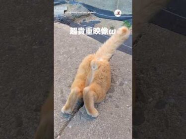 🐱ω｜PECO