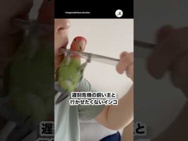 離れない執念すごい｜PECO