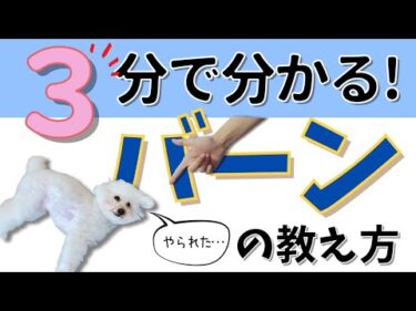 🎬 犬に「バーン！」を教える方法｜3分でできるかわいいトリック解説