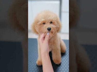 ヘアカットでどんどん可愛くなるトイプーの子犬#asmr #shorts  #子犬 #トリミング #asmr #ヘアカット