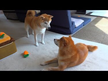 実家の柴犬、突然犬語で話しかけてきた件。
